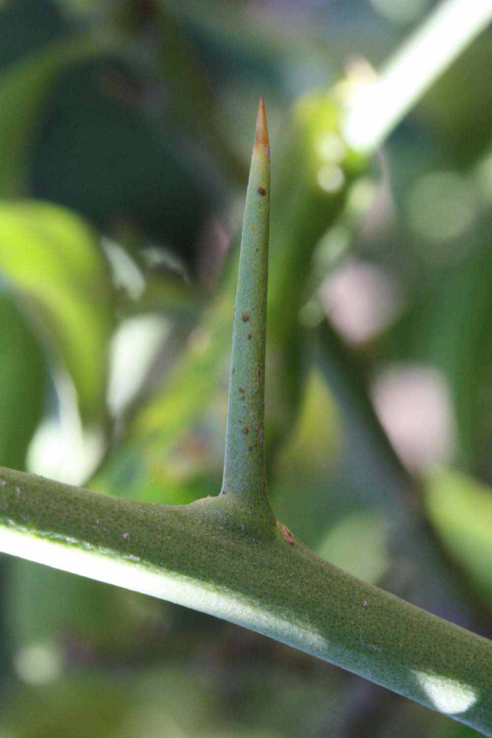              First year twig (Riverside, CA)       